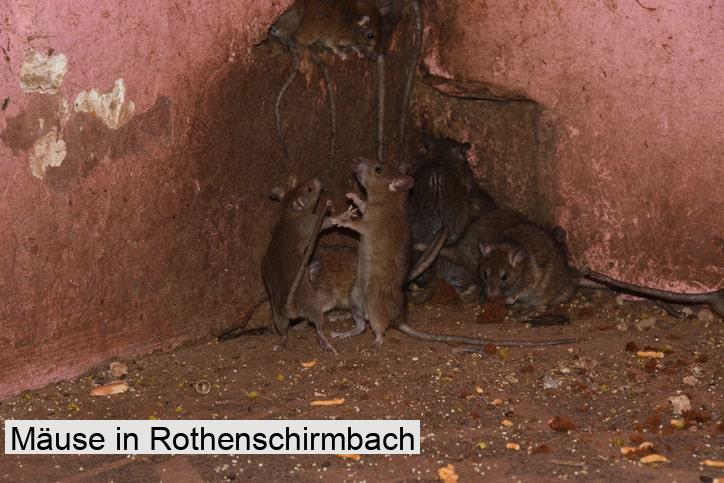 Mäuse in Rothenschirmbach